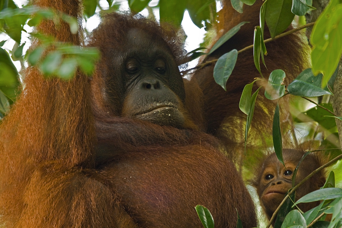 Orang Utans