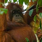 Orang Utans