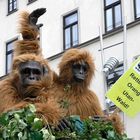 Orang-Utans auf der Leipziger Straße in Halle/S