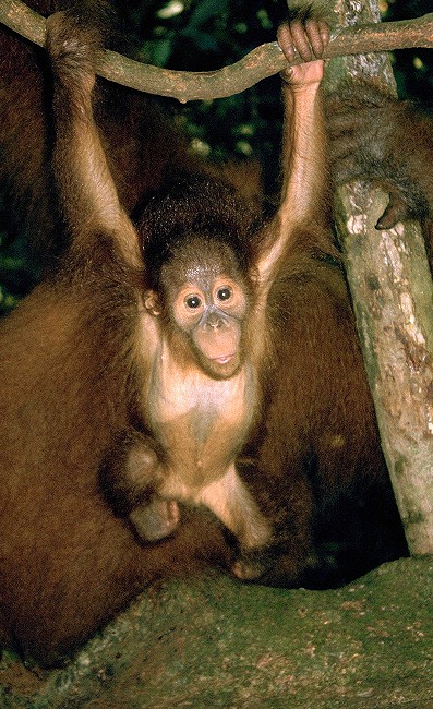 Orang Utans auf Sumatra