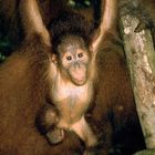 Orang Utans auf Sumatra