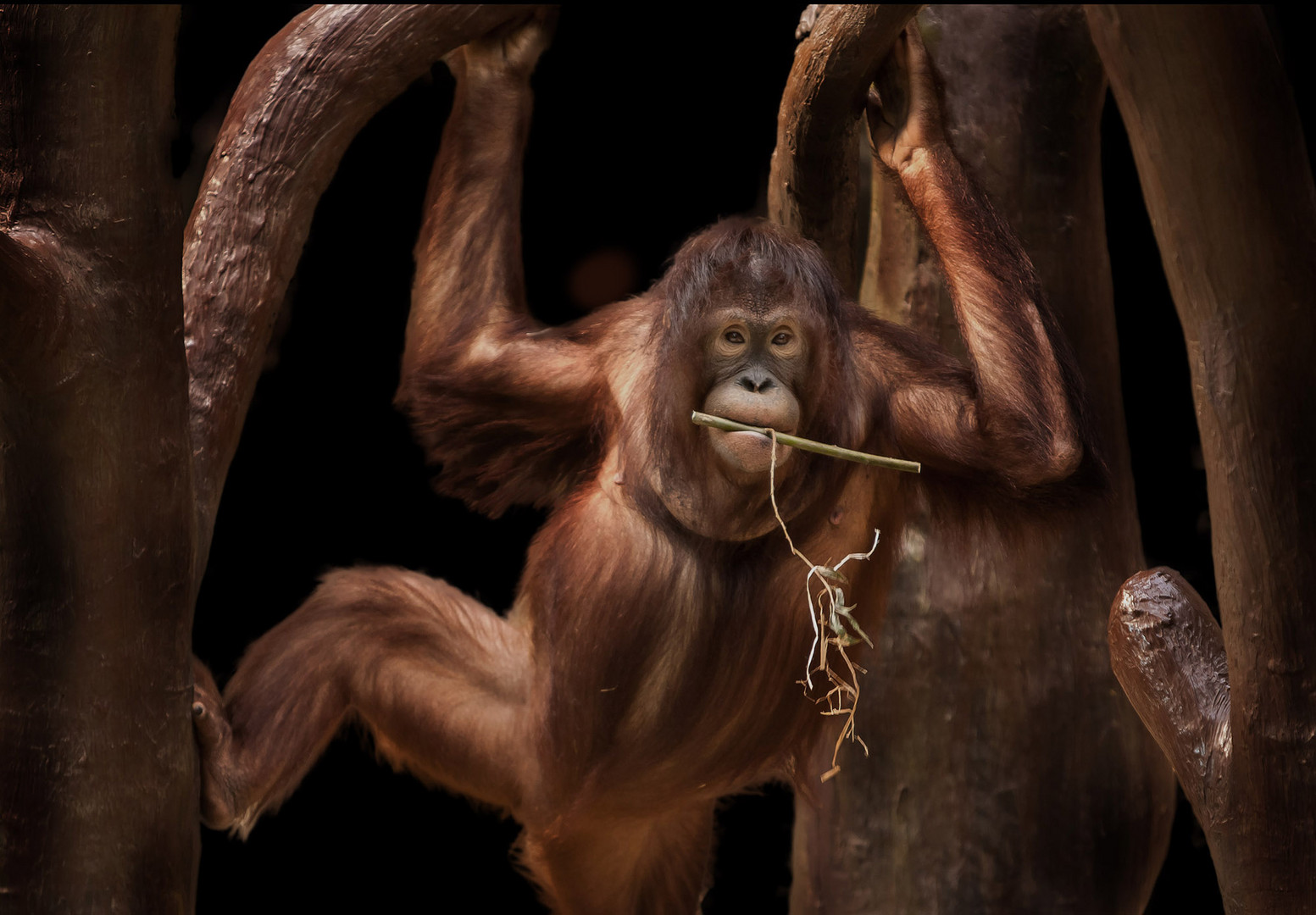 Orang Utans Baby