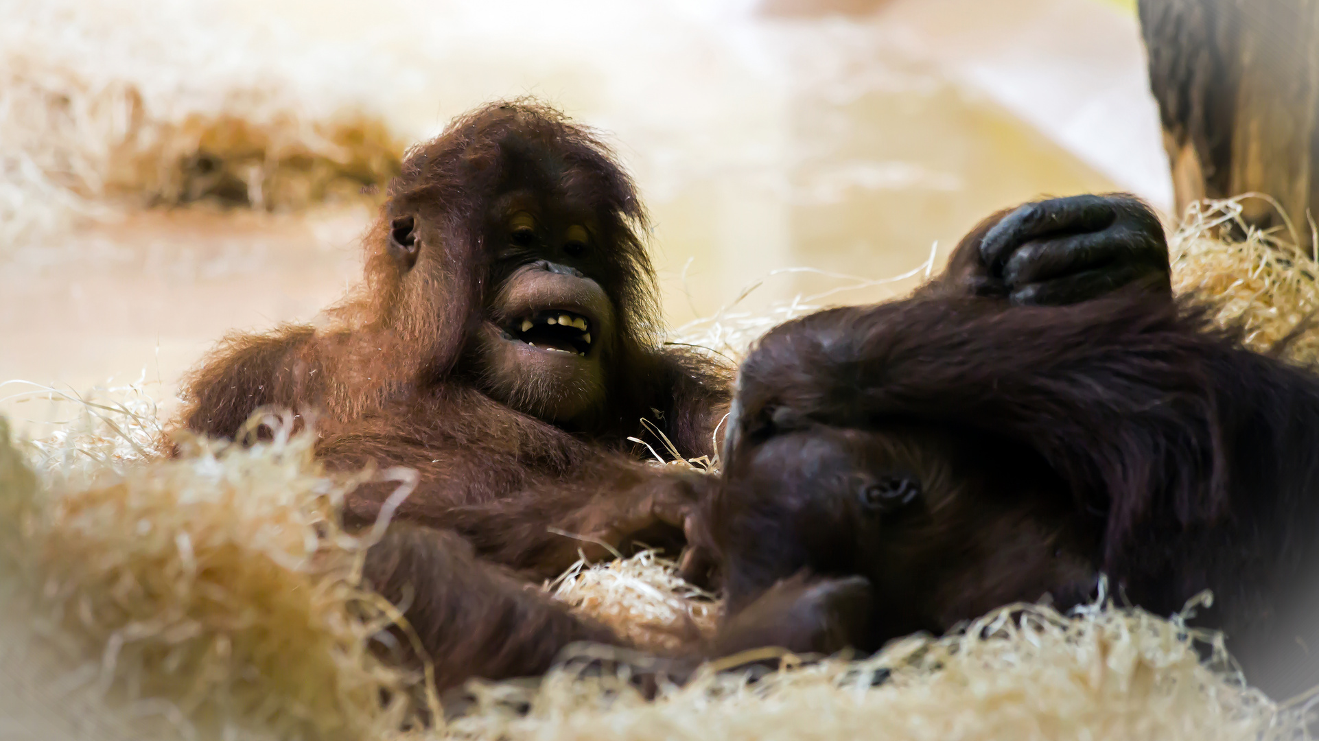 Orang -Utans bei Spielen