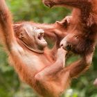 Orang Utans, Borneo