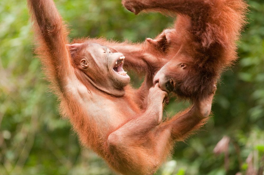 Orang Utans, Borneo von Thorsten Katz 