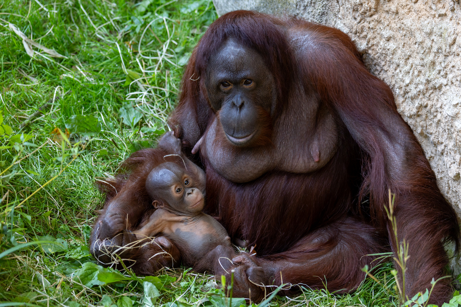 Orang-Utans