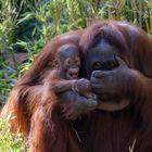 Orang-Utans