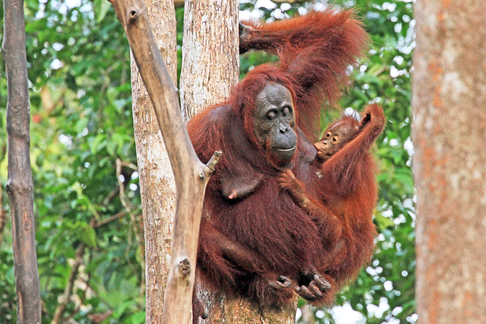 Orang Utans im  Nationalpark Tanjung Puting, Borneo, Indonesien