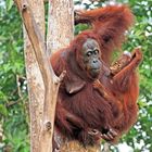 Orang Utans im  Nationalpark Tanjung Puting, Borneo, Indonesien