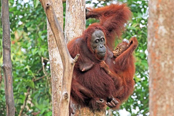 Orang Utans im Nationalpark Tanjung Puting, Borneo, Indonesien