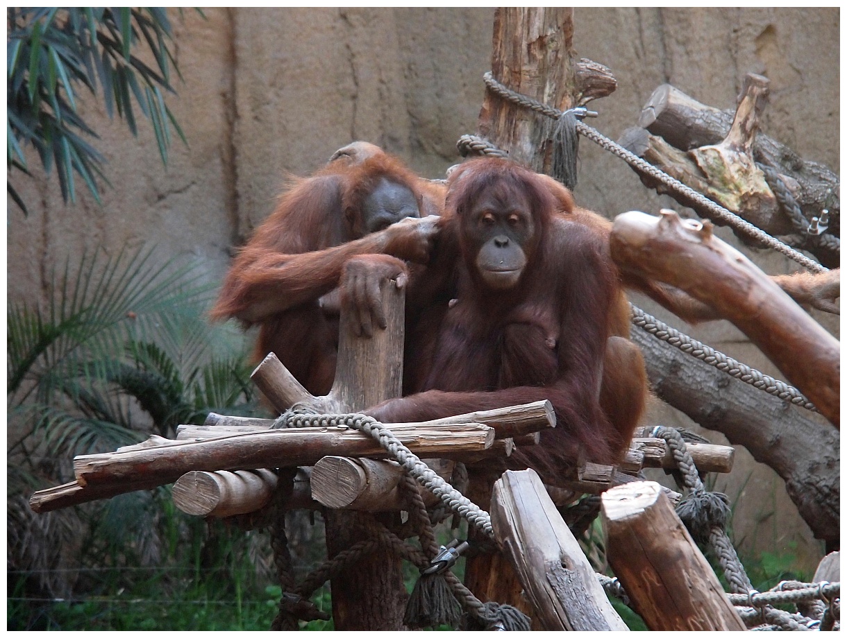 Orang Utans im Pongoland