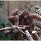 Orang Utans im Pongoland