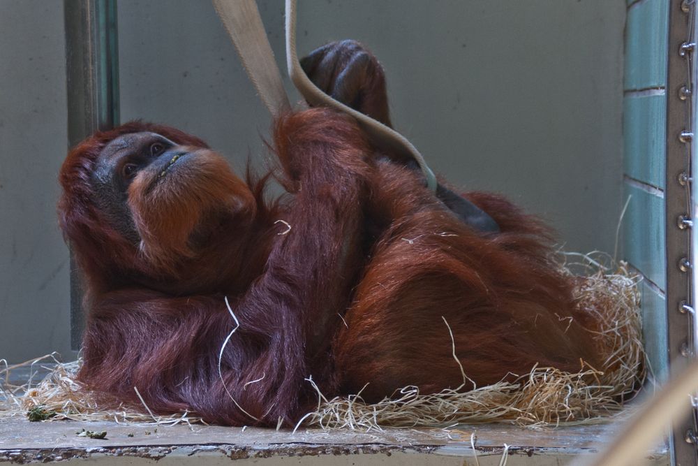 Orang-Utans in der Wilhelma