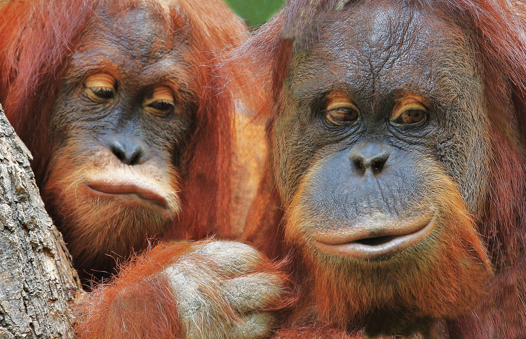 Orang Utans in Hagenbecks Tierpark / Naaaah…….du kleiner Schmolli