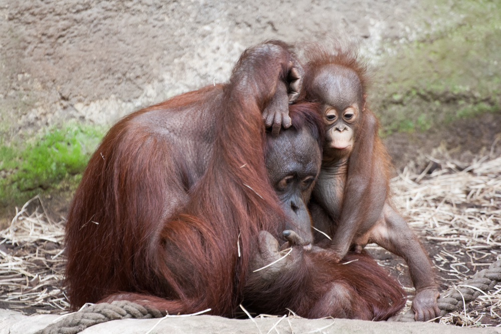 Orang-Utans - Kuschelzeit