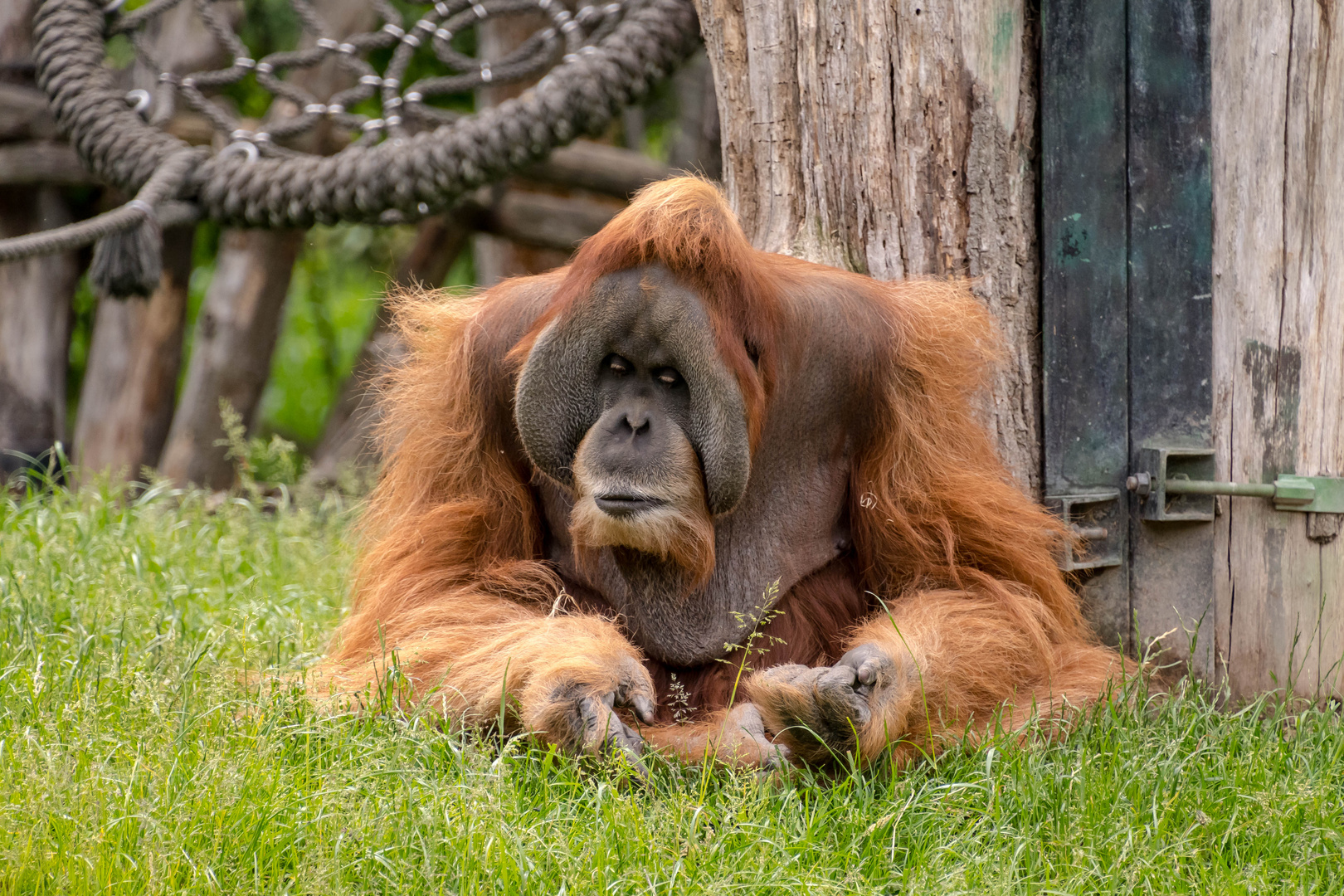 Orang utans Menschenaffen 