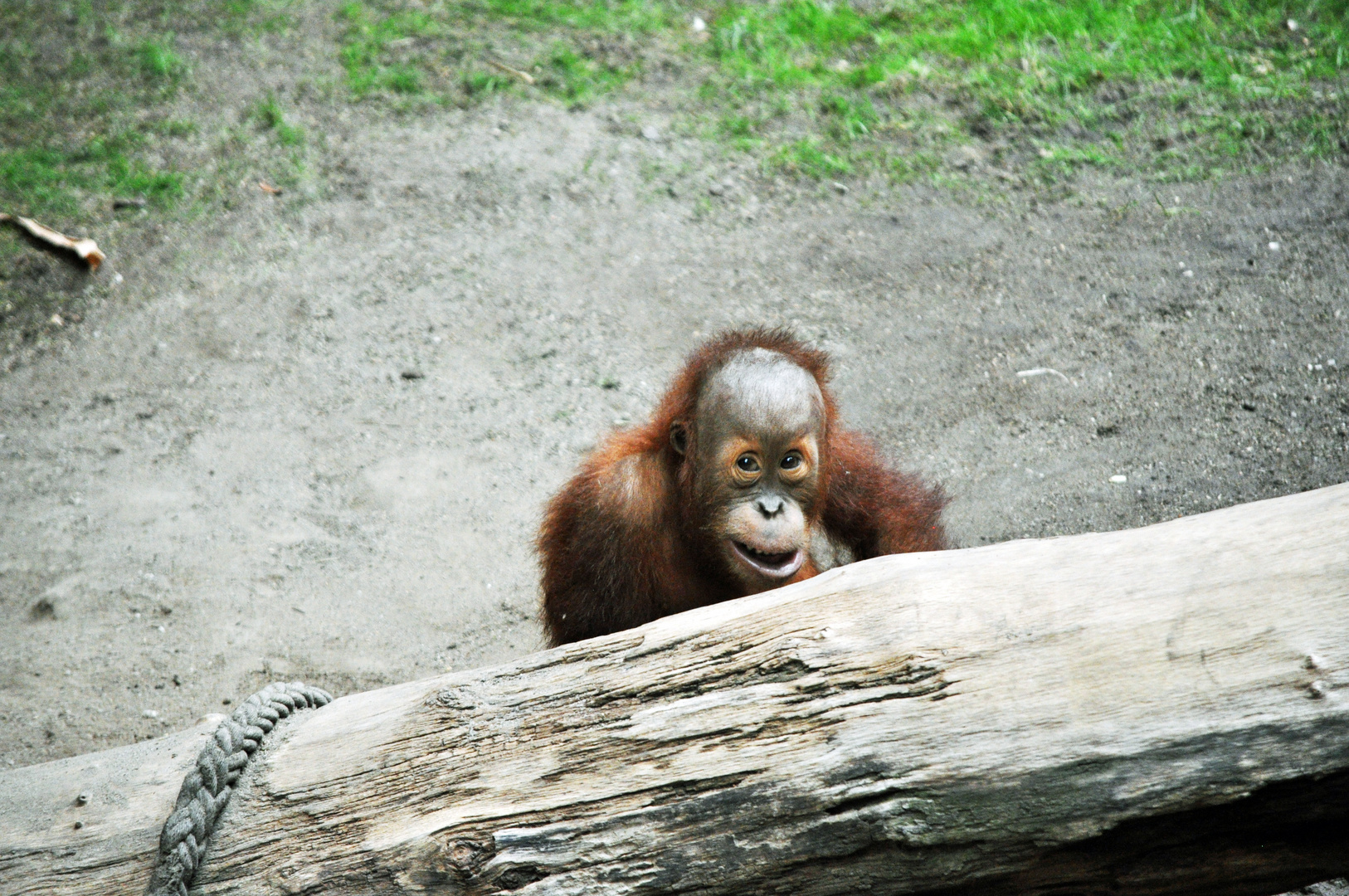 Orang Utans sind doch auch nur Menschen