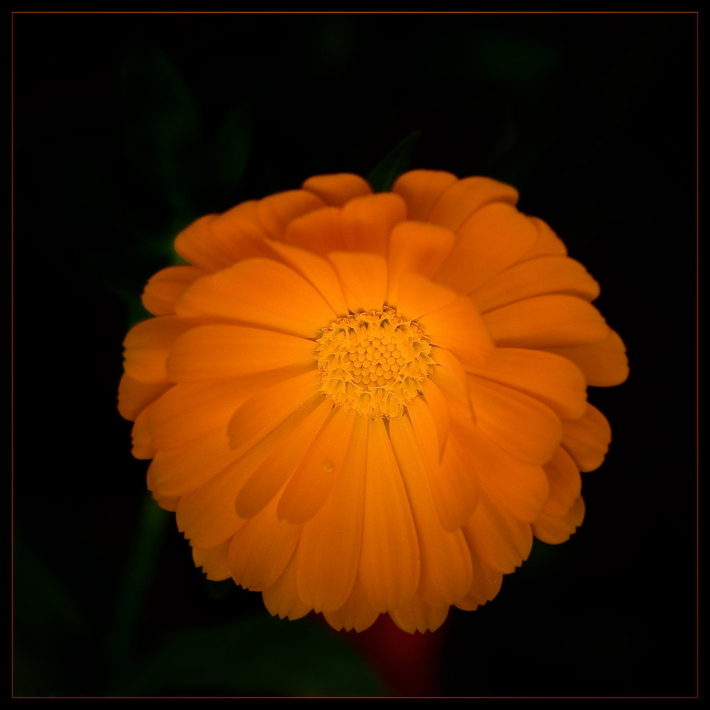 Orange -2