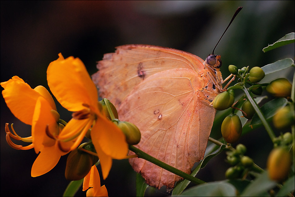 orange....