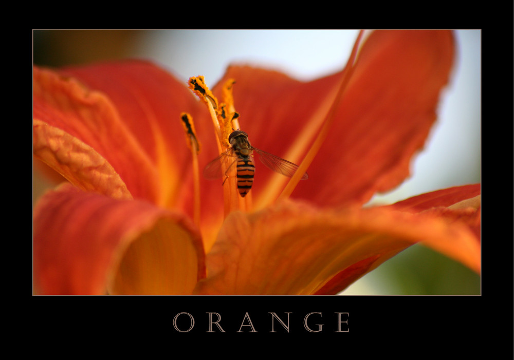 ORANGE