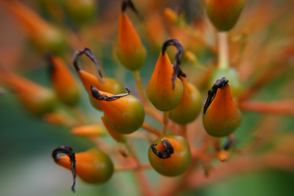 Orange? by Bettina G. Ahlborn-Braun 