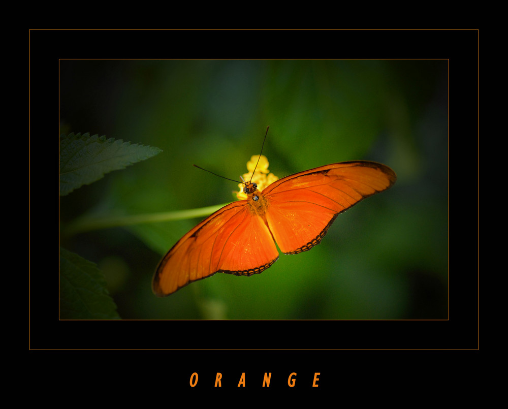 ORANGE