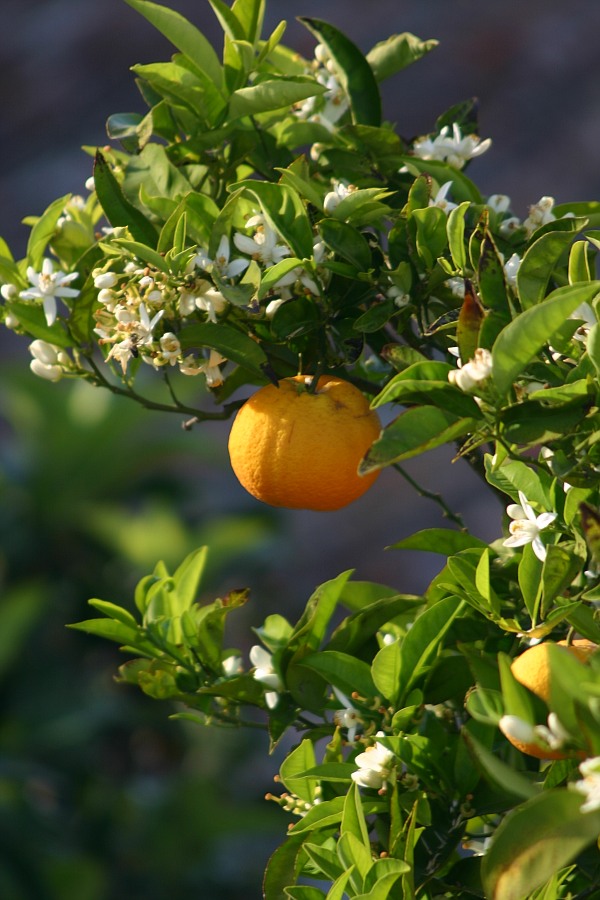 Orange