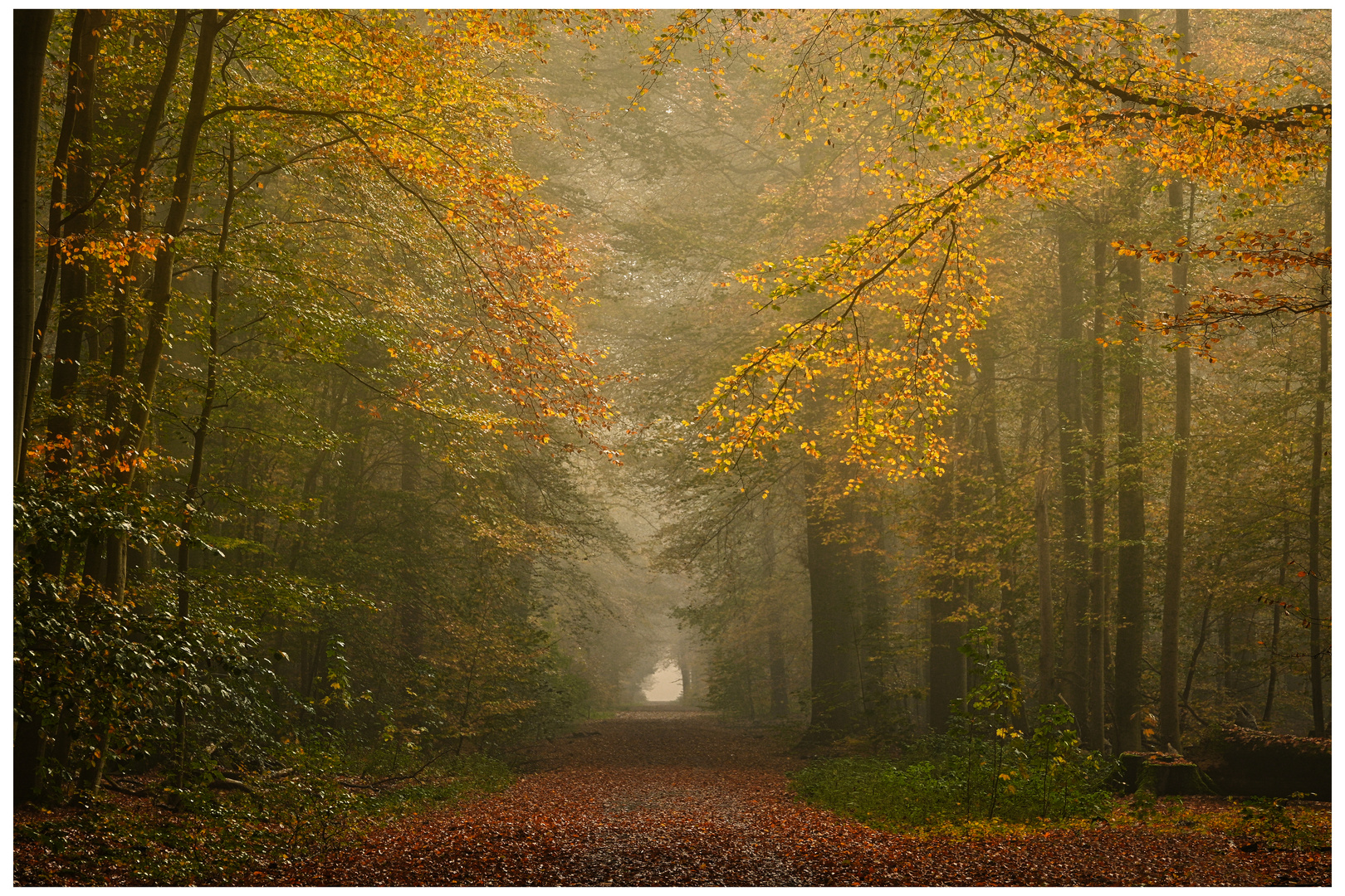 Orange-Allee