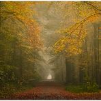 Orange-Allee