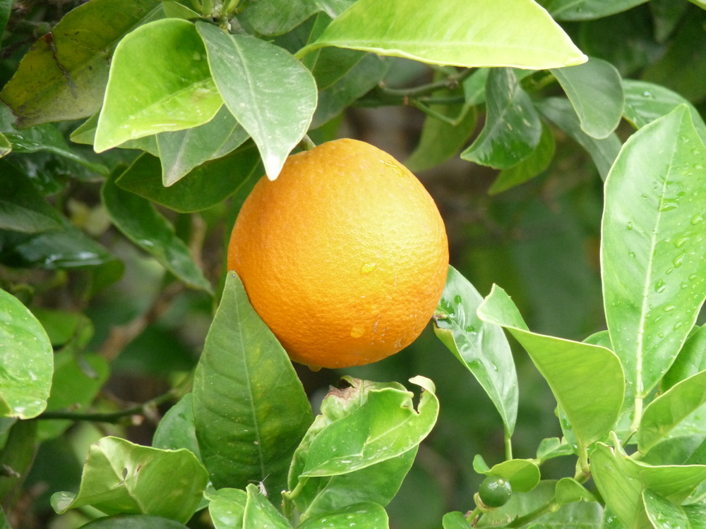 Orange am Baum