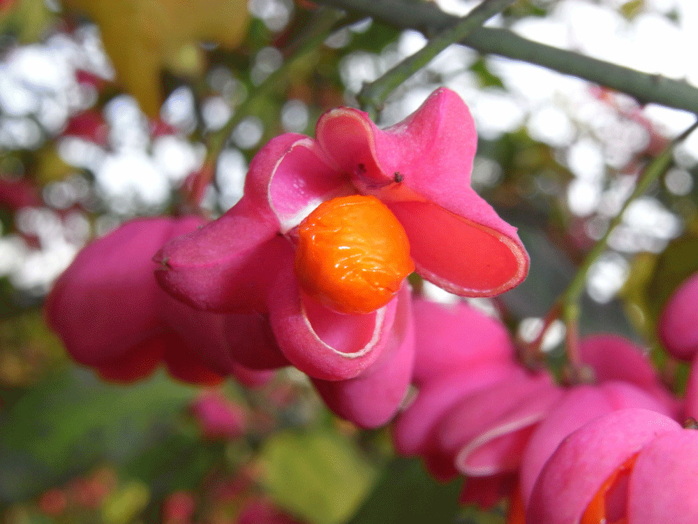 Orange and Pink