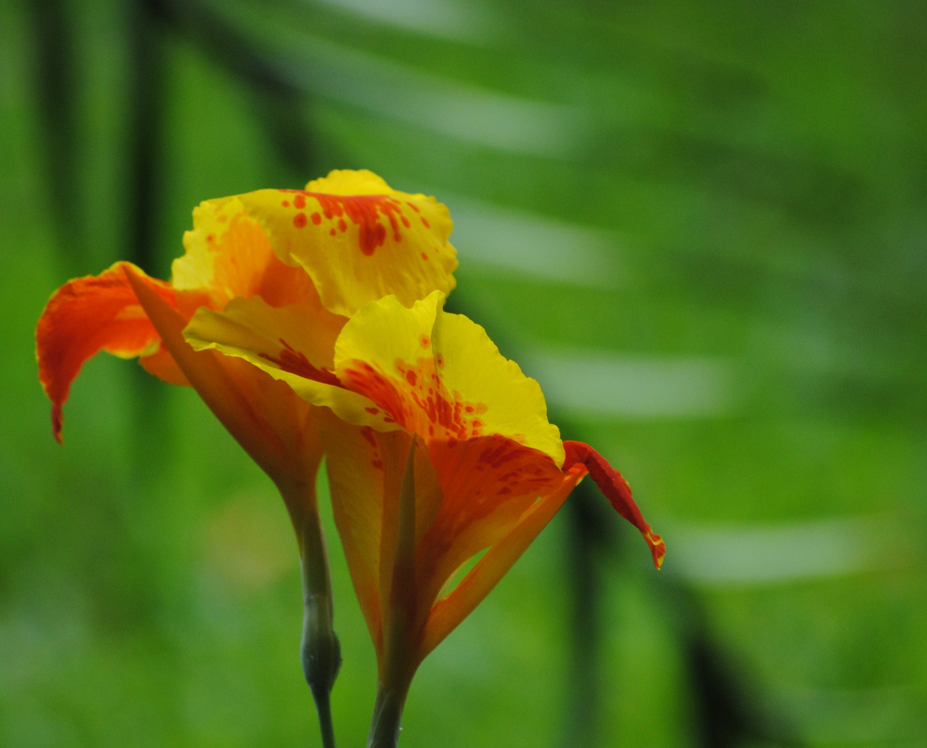 orange and yellow