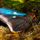 Orange-angled Mimic-Skipper (Thracides cleanthes)