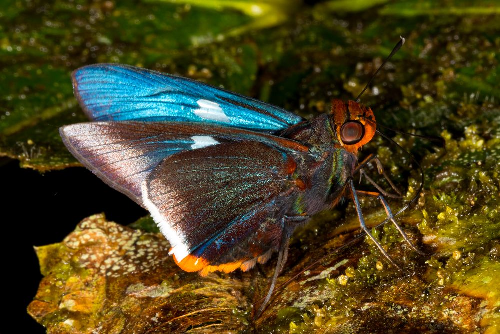 Orange-angled Mimic-Skipper (Thracides cleanthes)