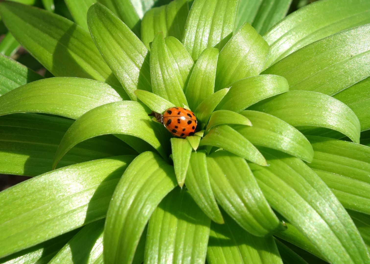 Orange auf grün