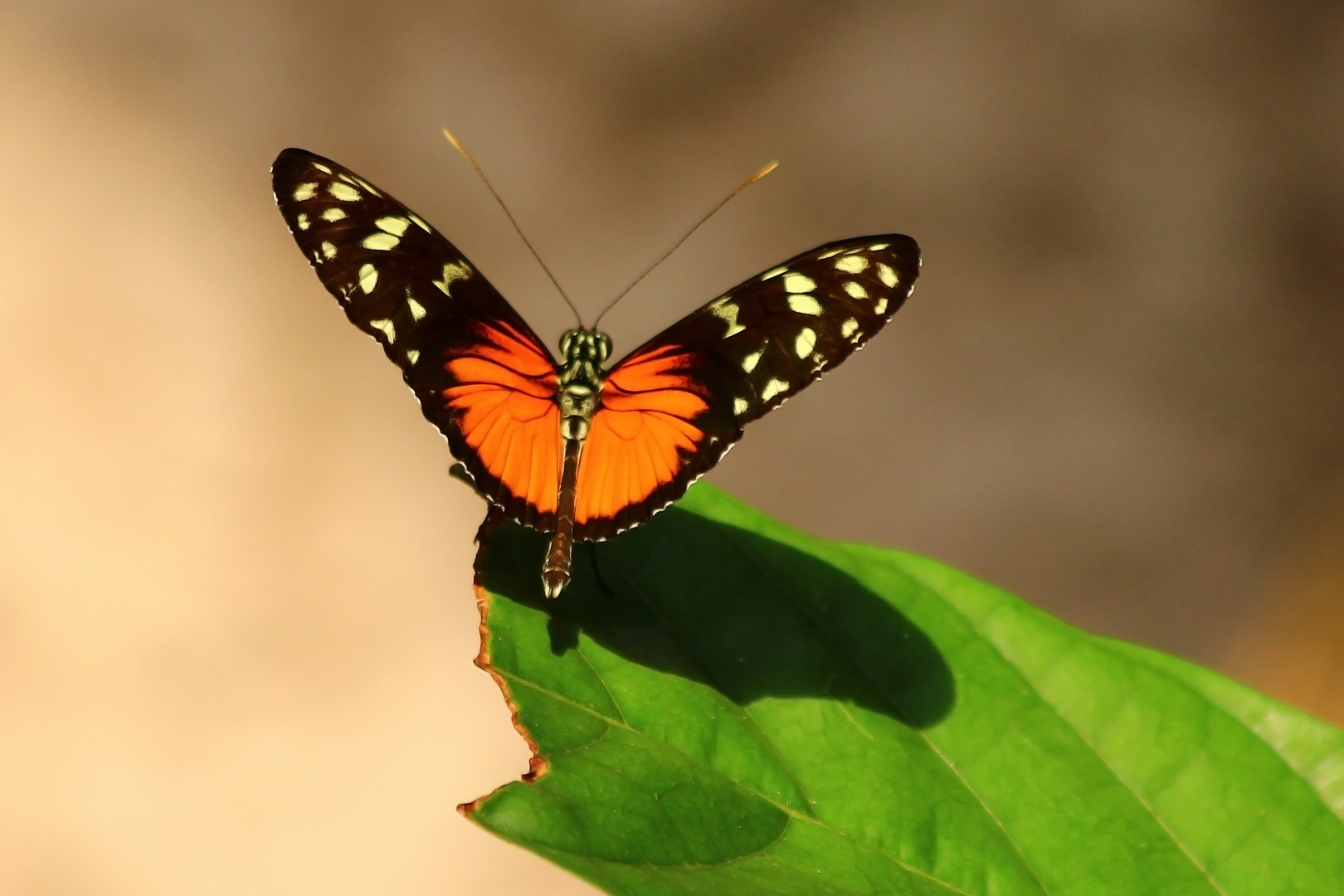 Orange auf Grün