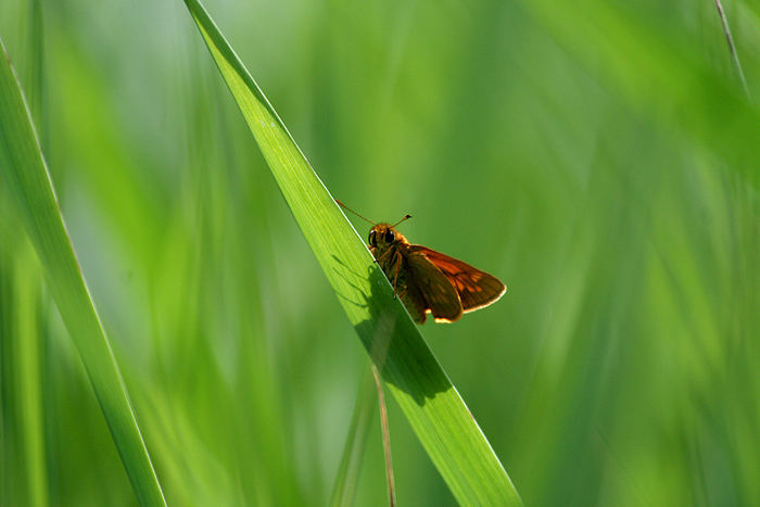 Orange auf Grün