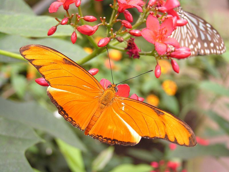 Orange auf Grün