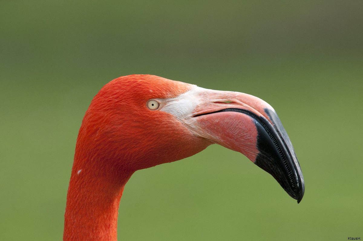 Orange auf Grün