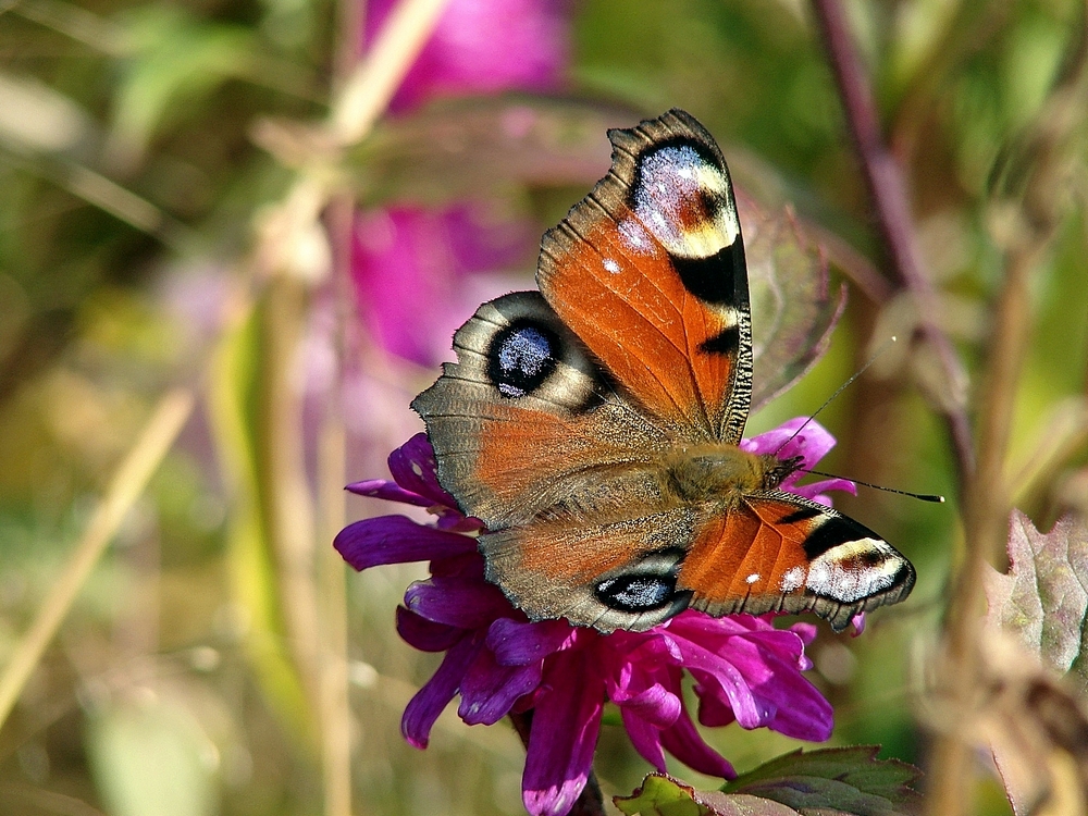 orange auf pink