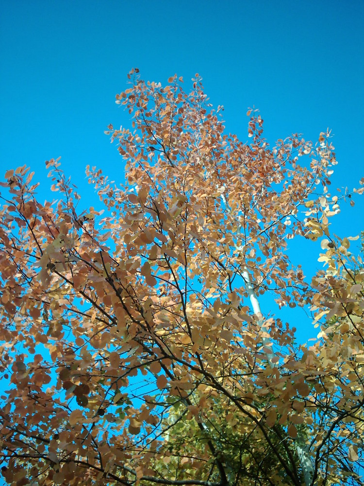 Orange autumn