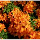 orange Azalea