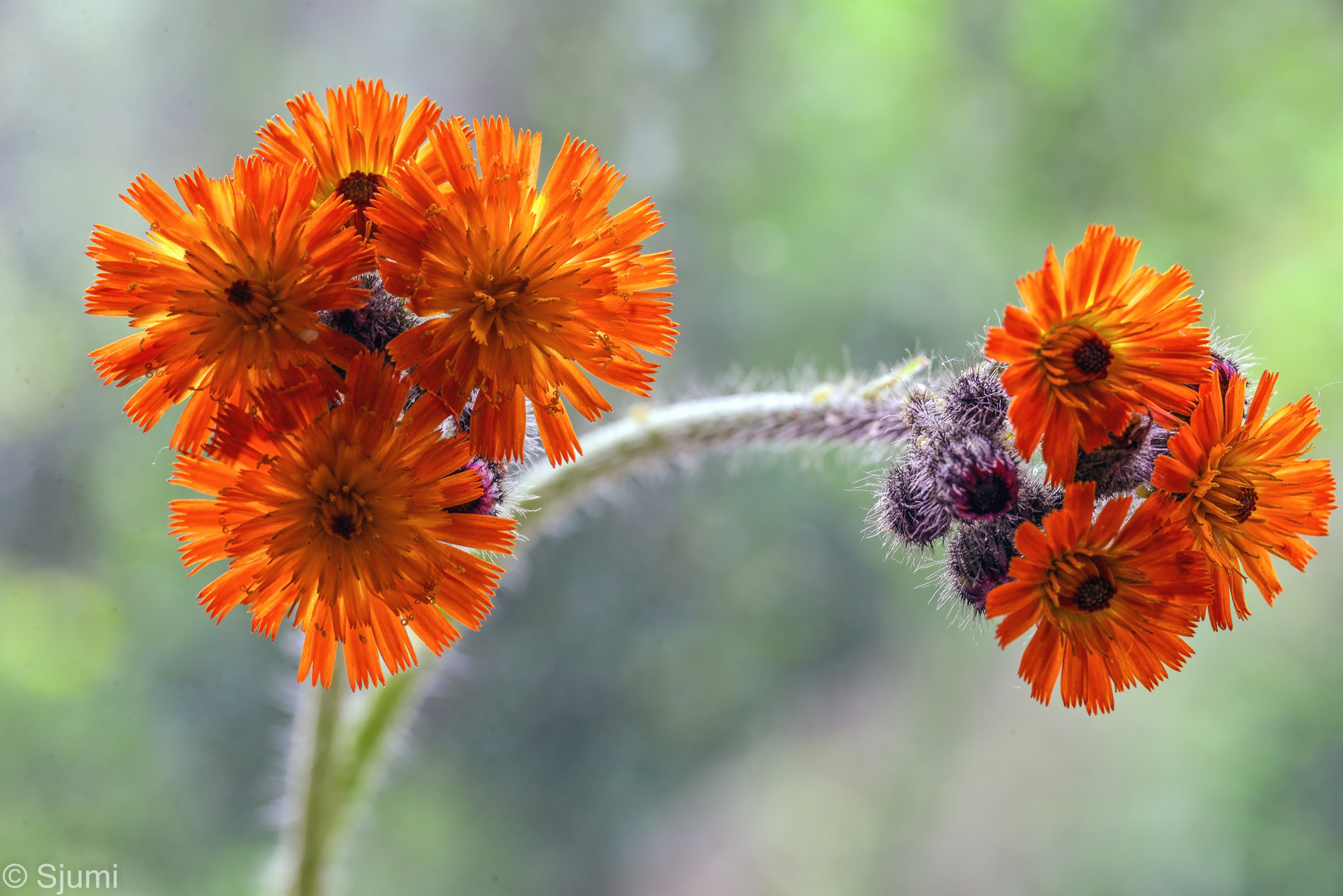 Orange !