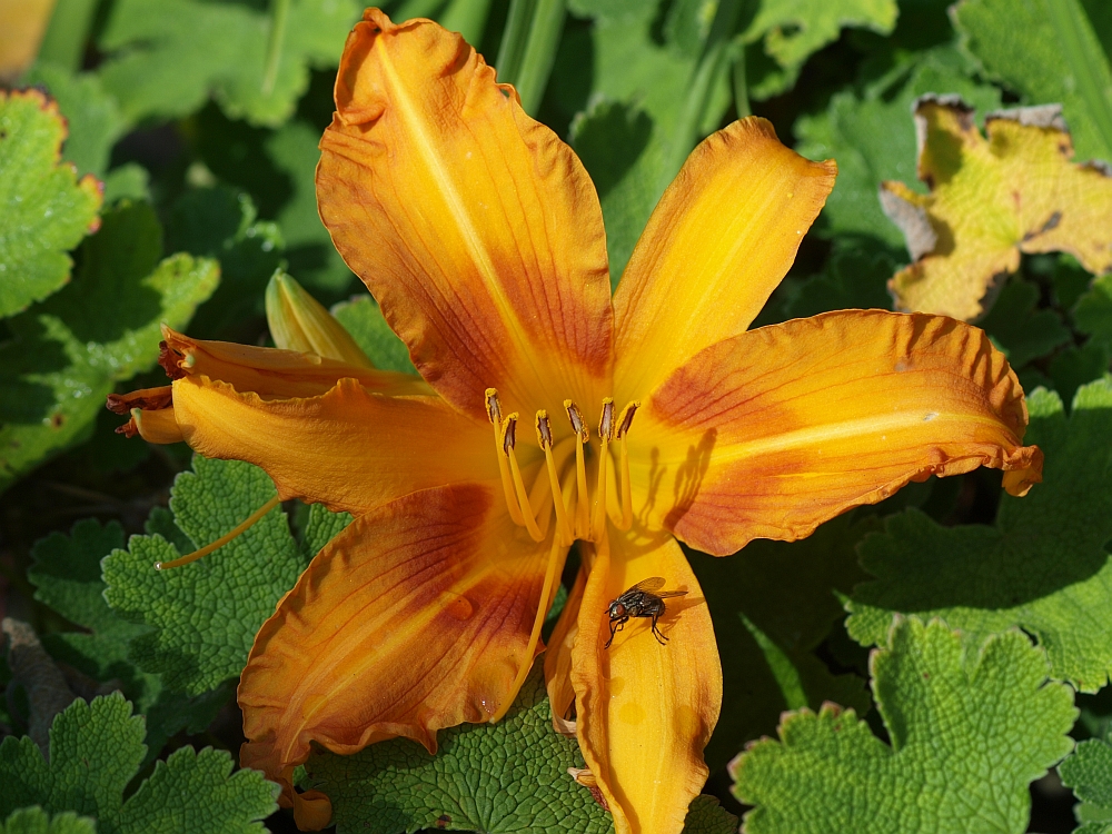 orange beauty