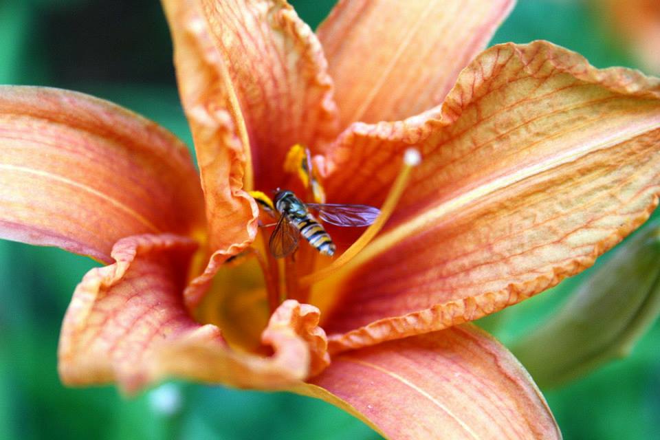 Orange beauty 