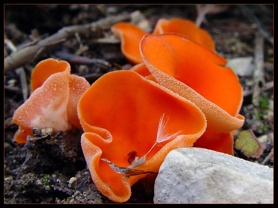 orange beauty