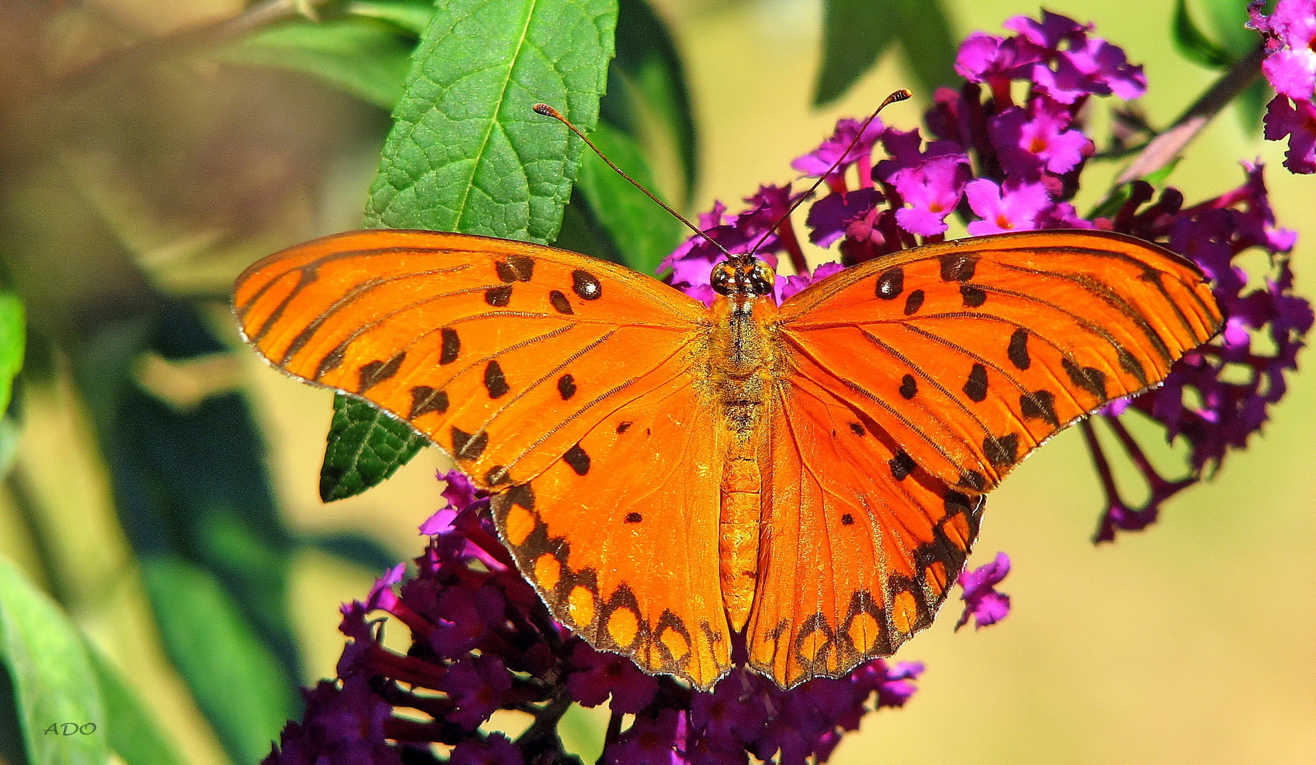 Orange Beauty