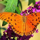 Orange Beauty