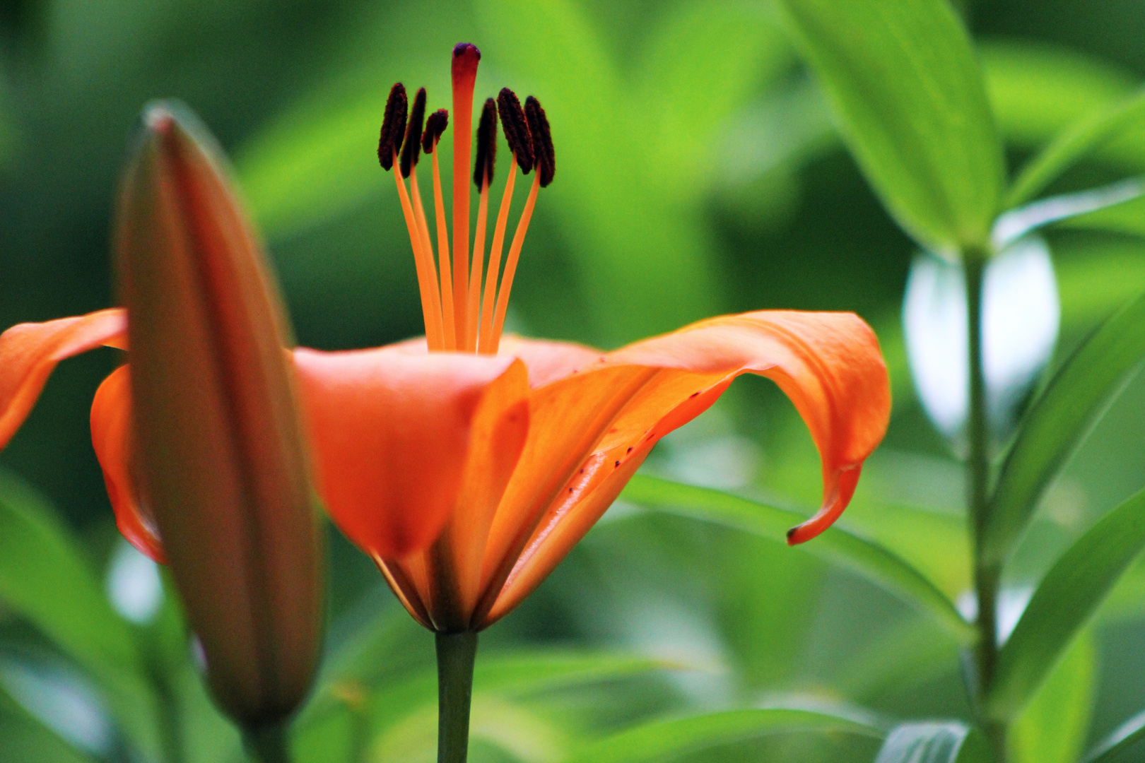 orange beauty