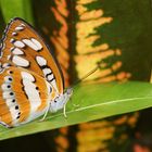 orange beauty